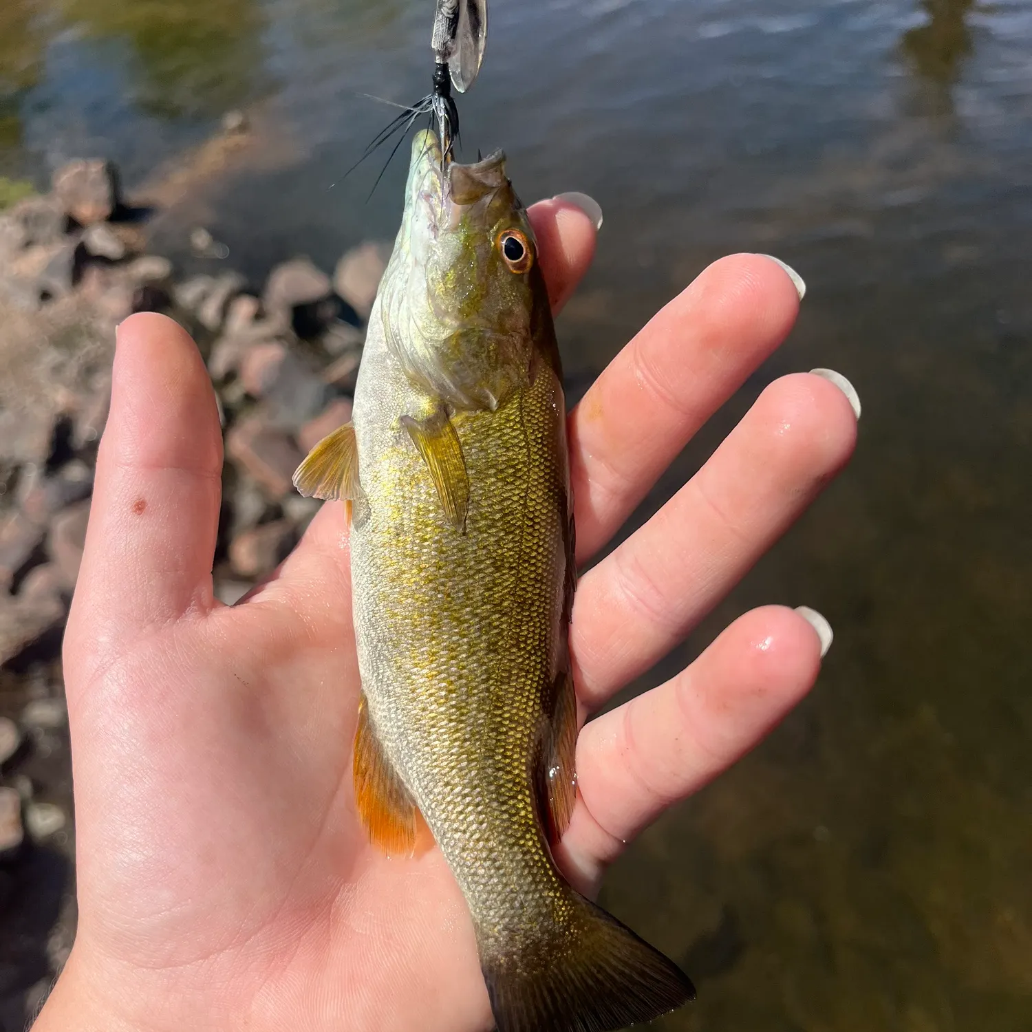 Smallmouth bass caught on Fishbrain