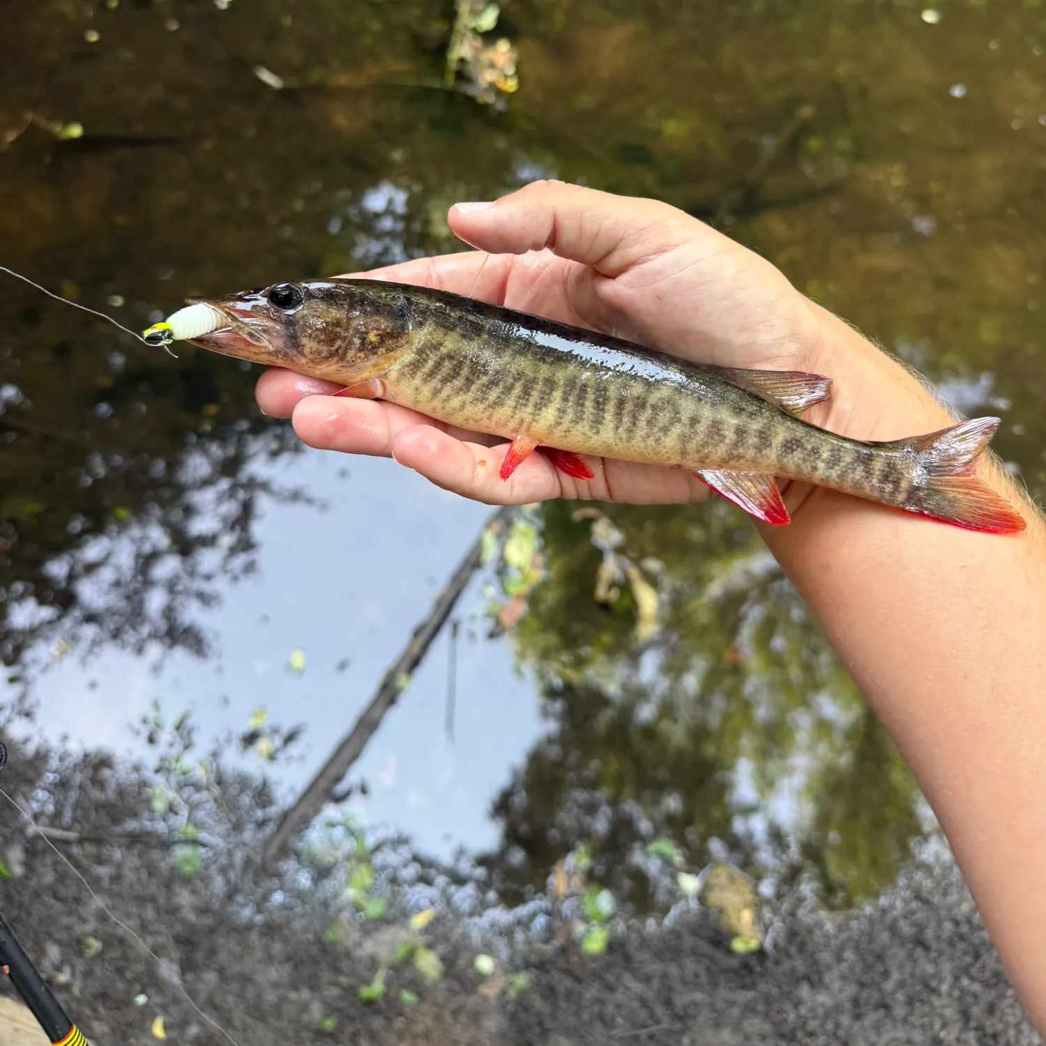 The most recent Redfin pickerel catches on Fishbrain