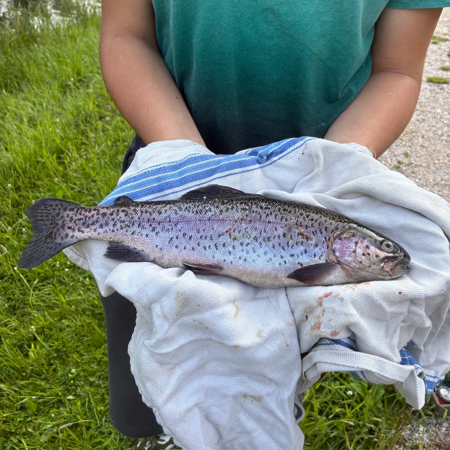 Rainbow trout caught on Fishbrain
