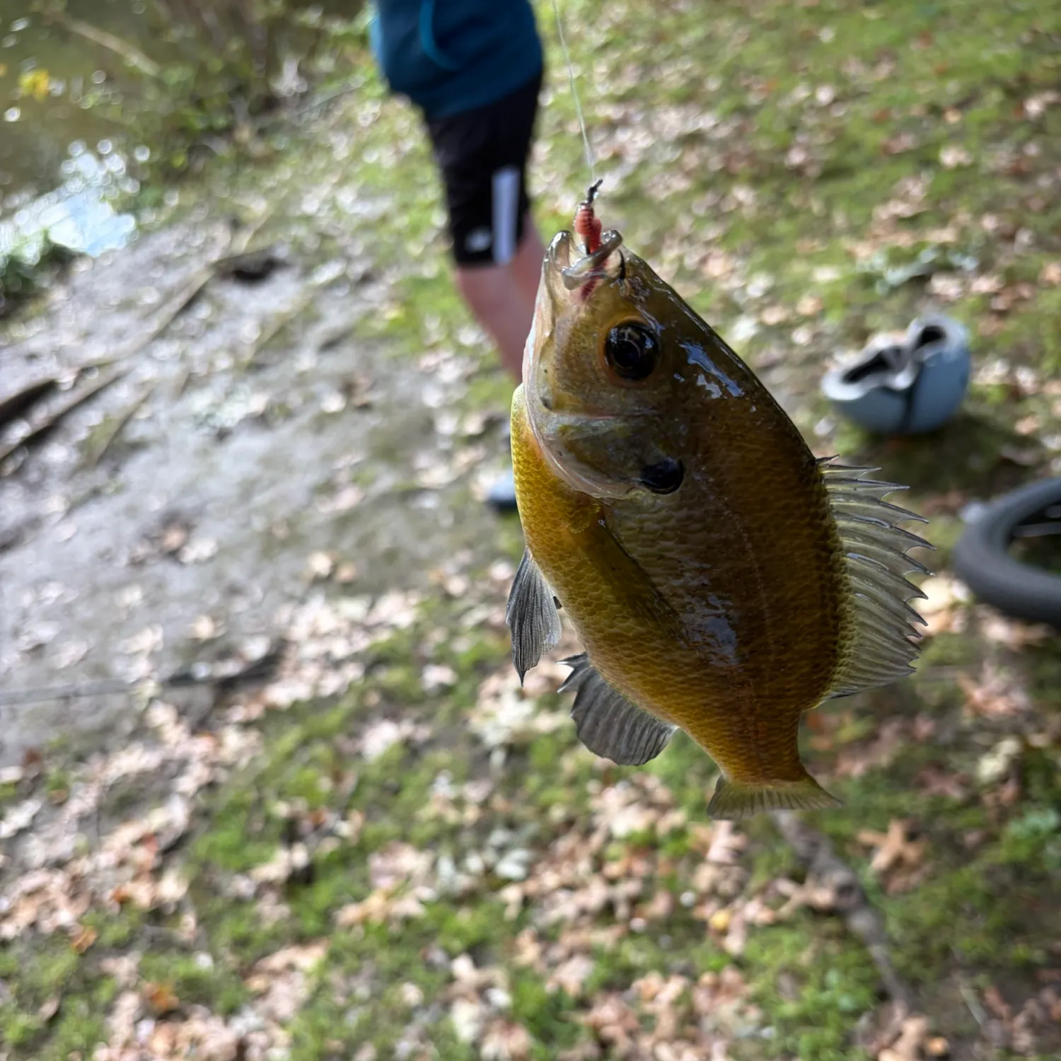 Redbreast sunfish caught on Fishbrain