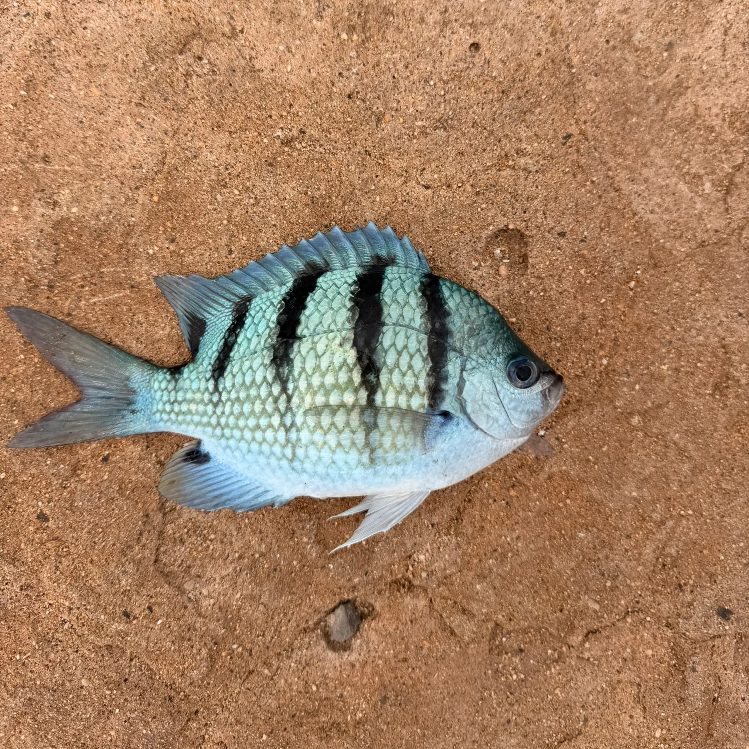 The most recent Hawaiian sergeant major catches on Fishbrain