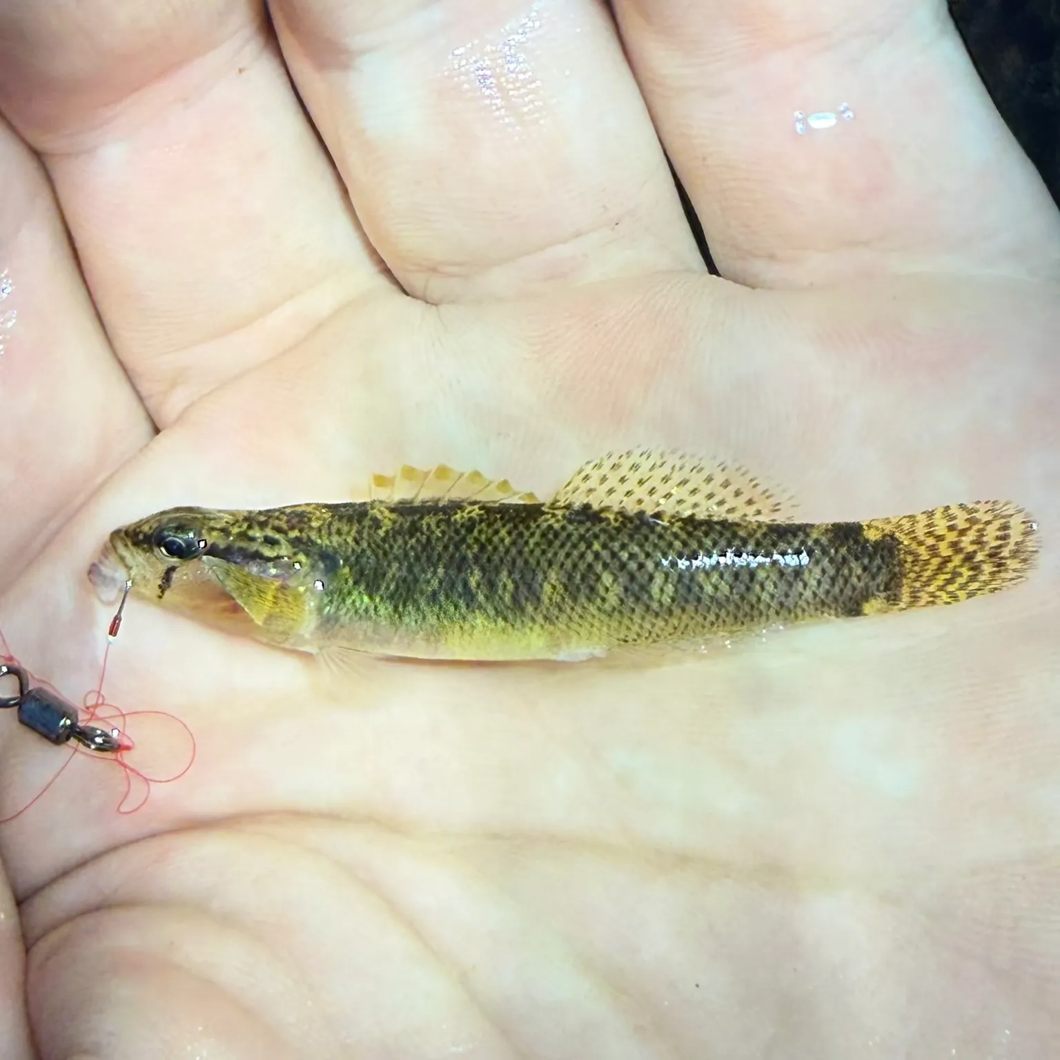 The most recent Fantail darter catches on Fishbrain