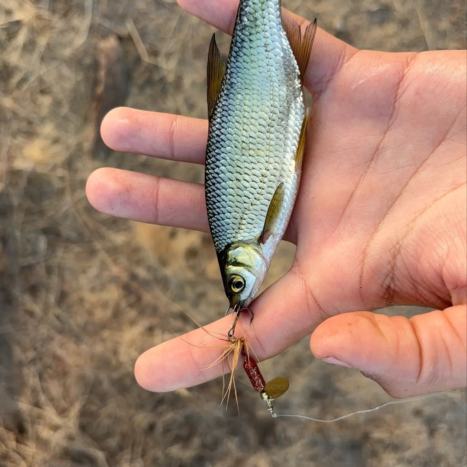 Golden shiner caught on Fishbrain