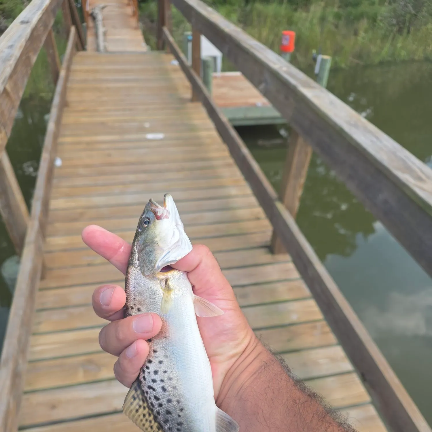 Spotted seatrout caught on Fishbrain