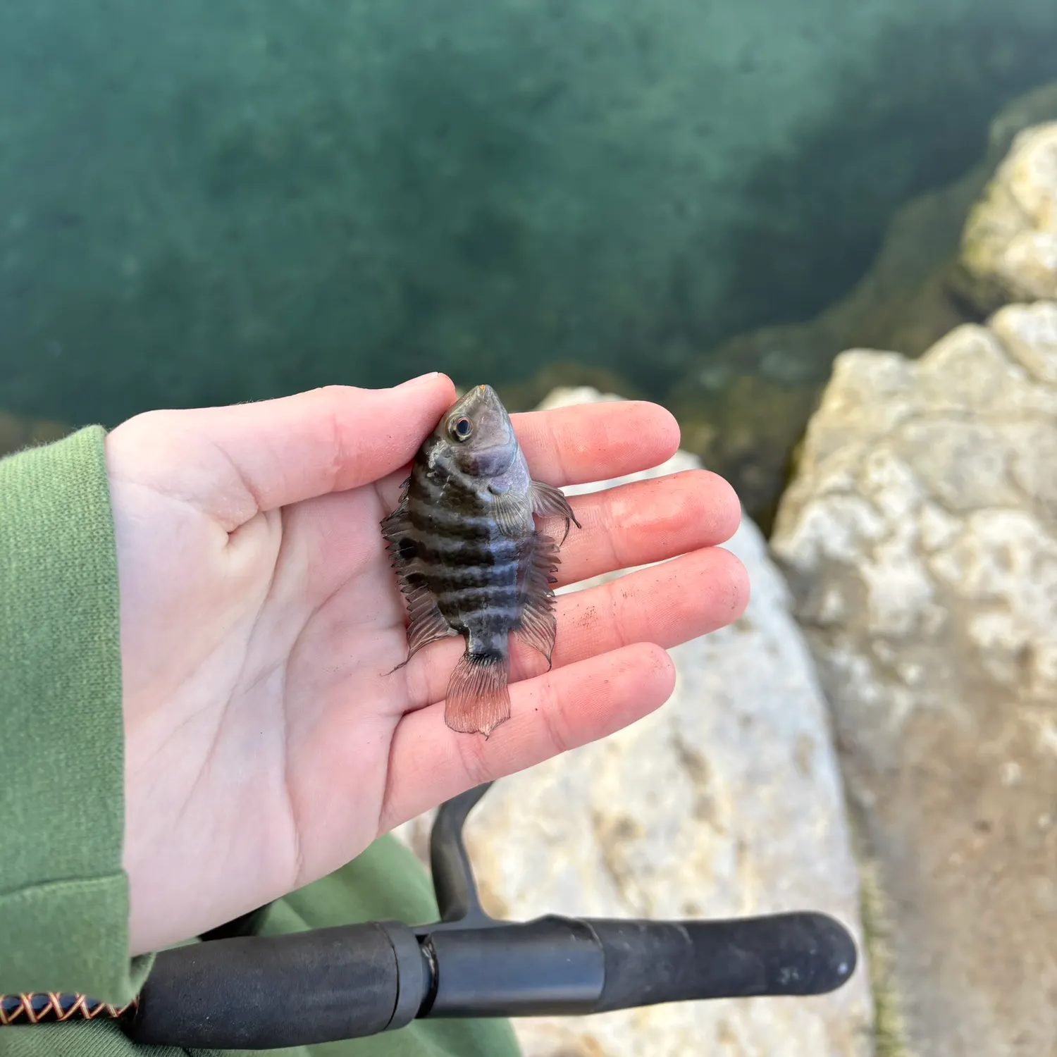 The most recent Convict cichlid catches on Fishbrain