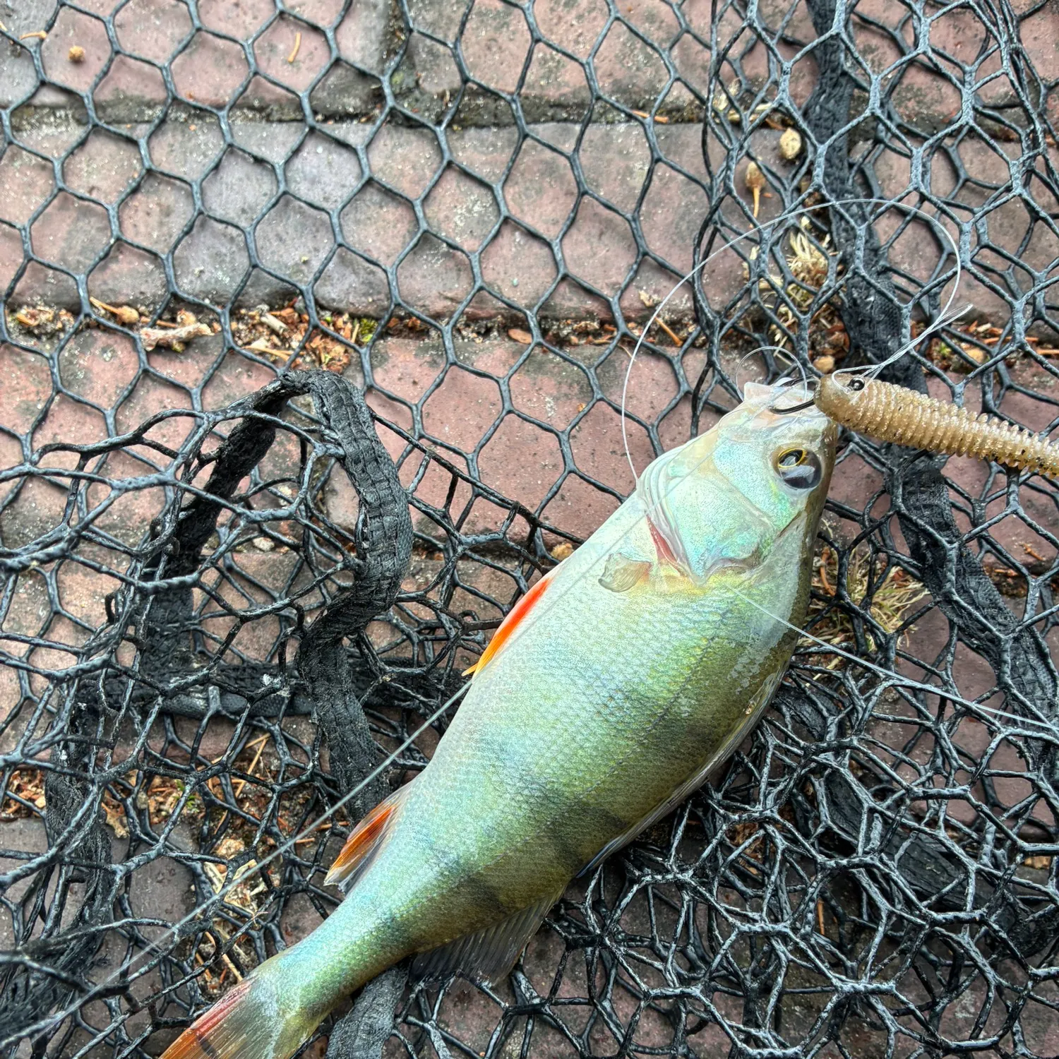 European perch caught on Fishbrain