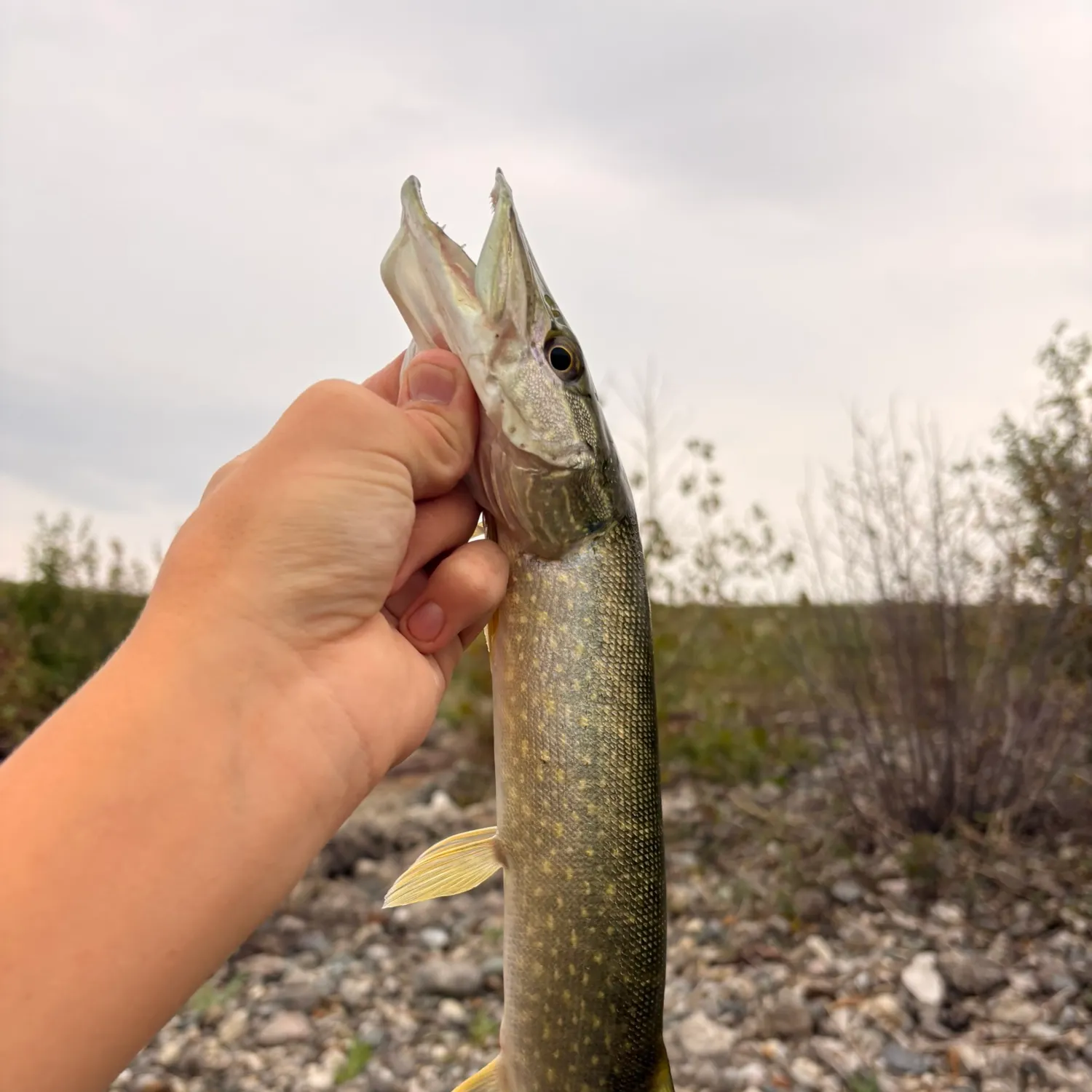 Northern pike caught on Fishbrain