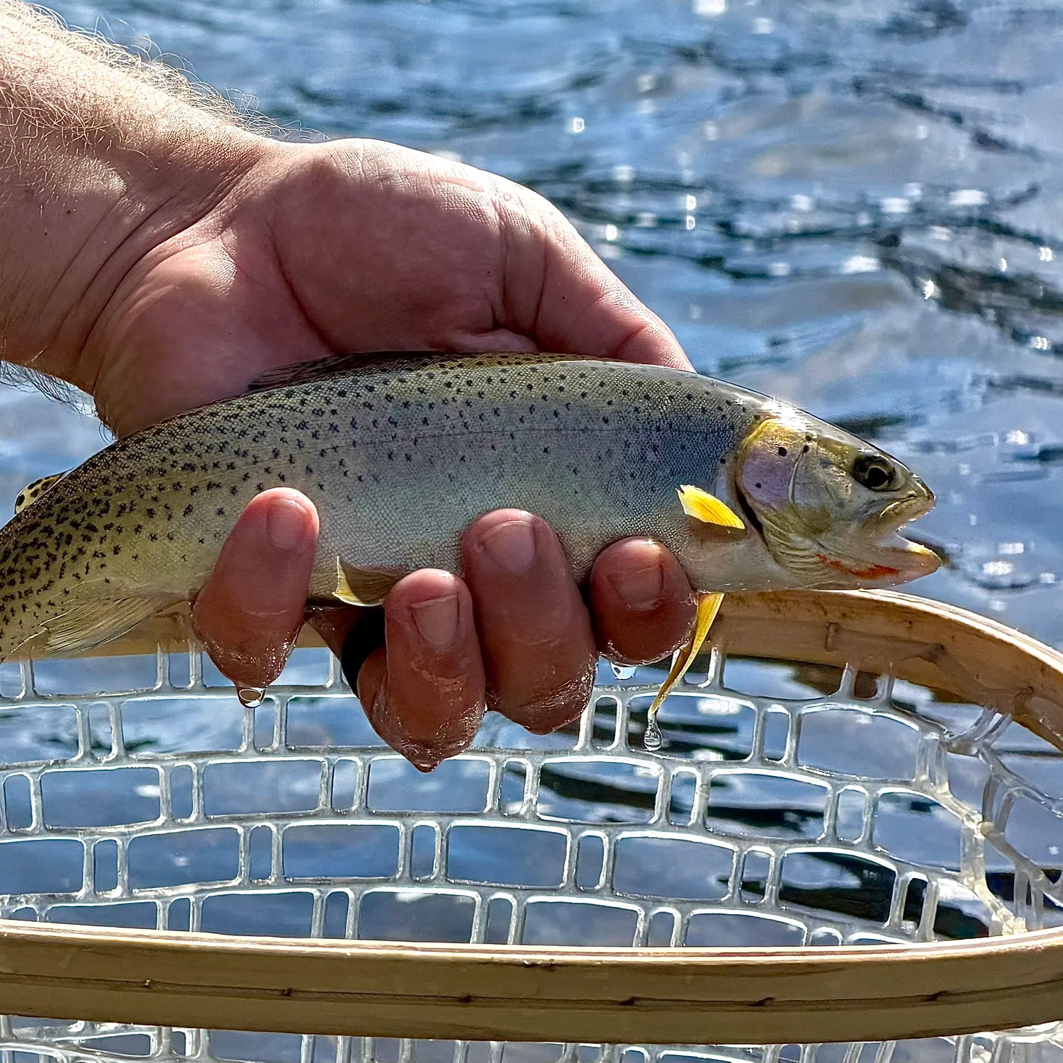 Cutthroat trout caught on Fishbrain