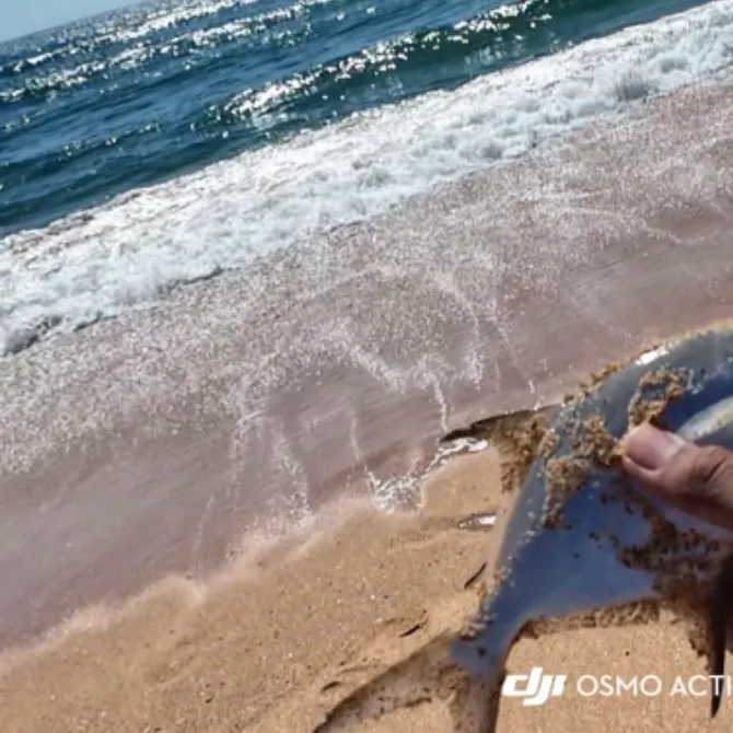 The most recent Smallspotted dart catches on Fishbrain