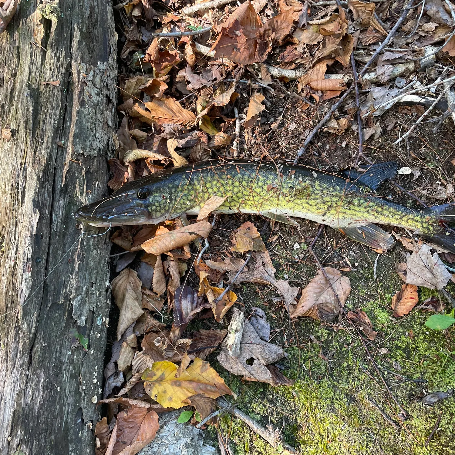 The most recent Grass pickerel catches on Fishbrain