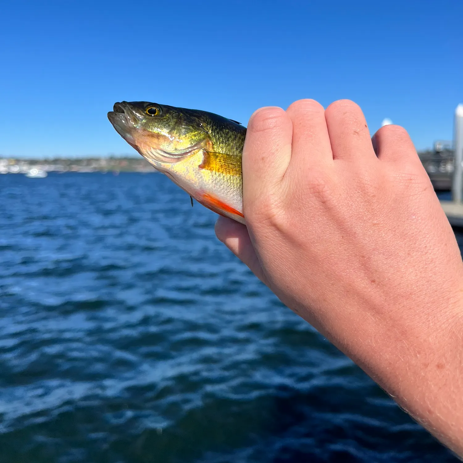 Yellow perch caught on Fishbrain