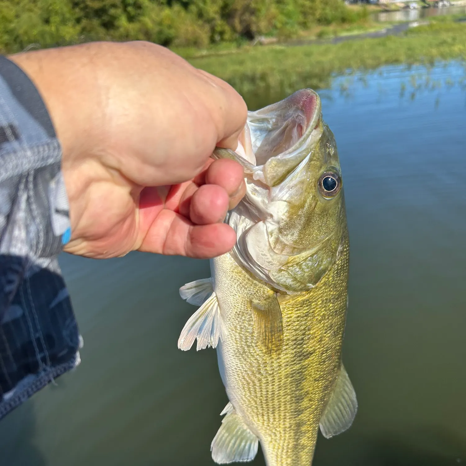 Fish caught on Fishbrain