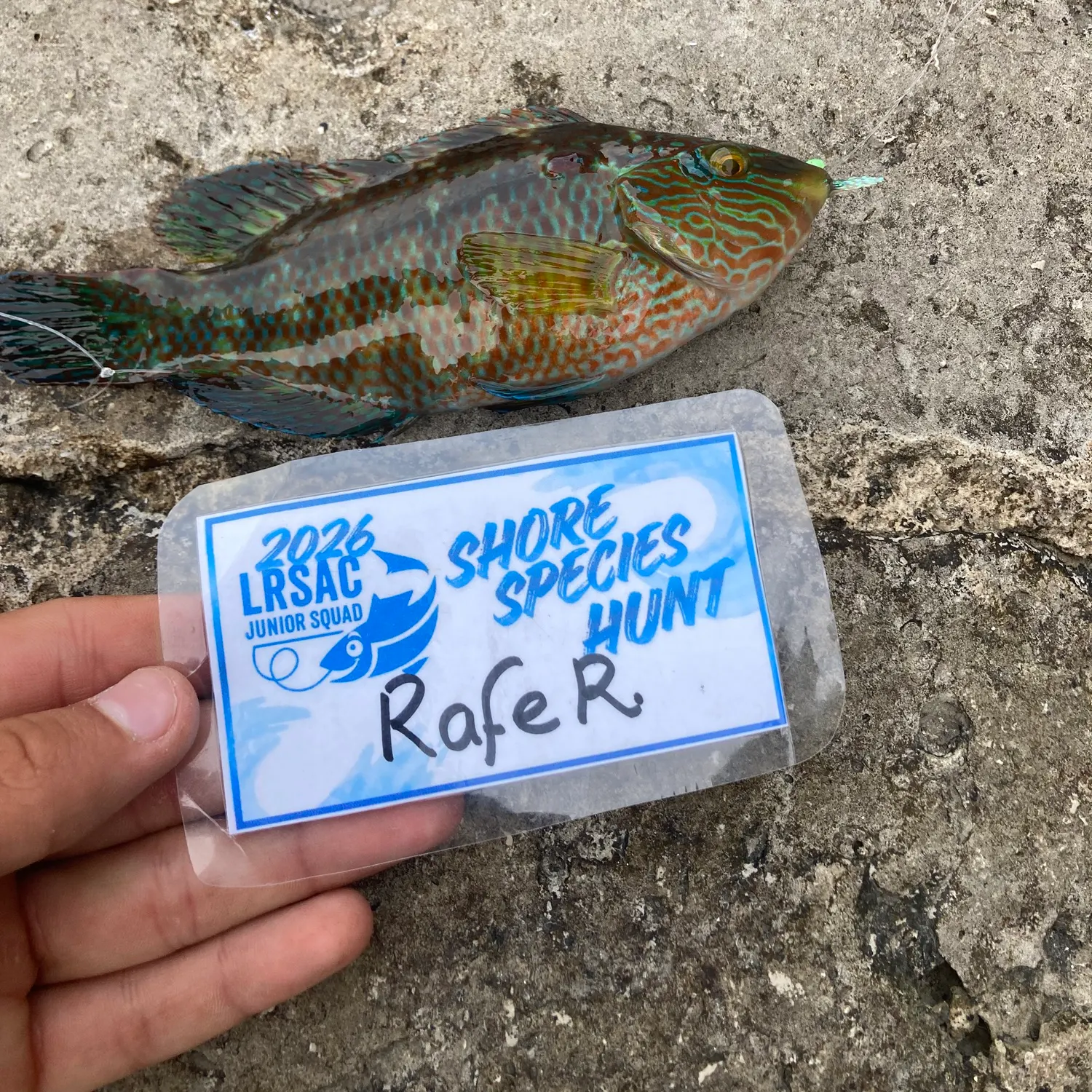 The most recent Corkwing wrasse catches on Fishbrain