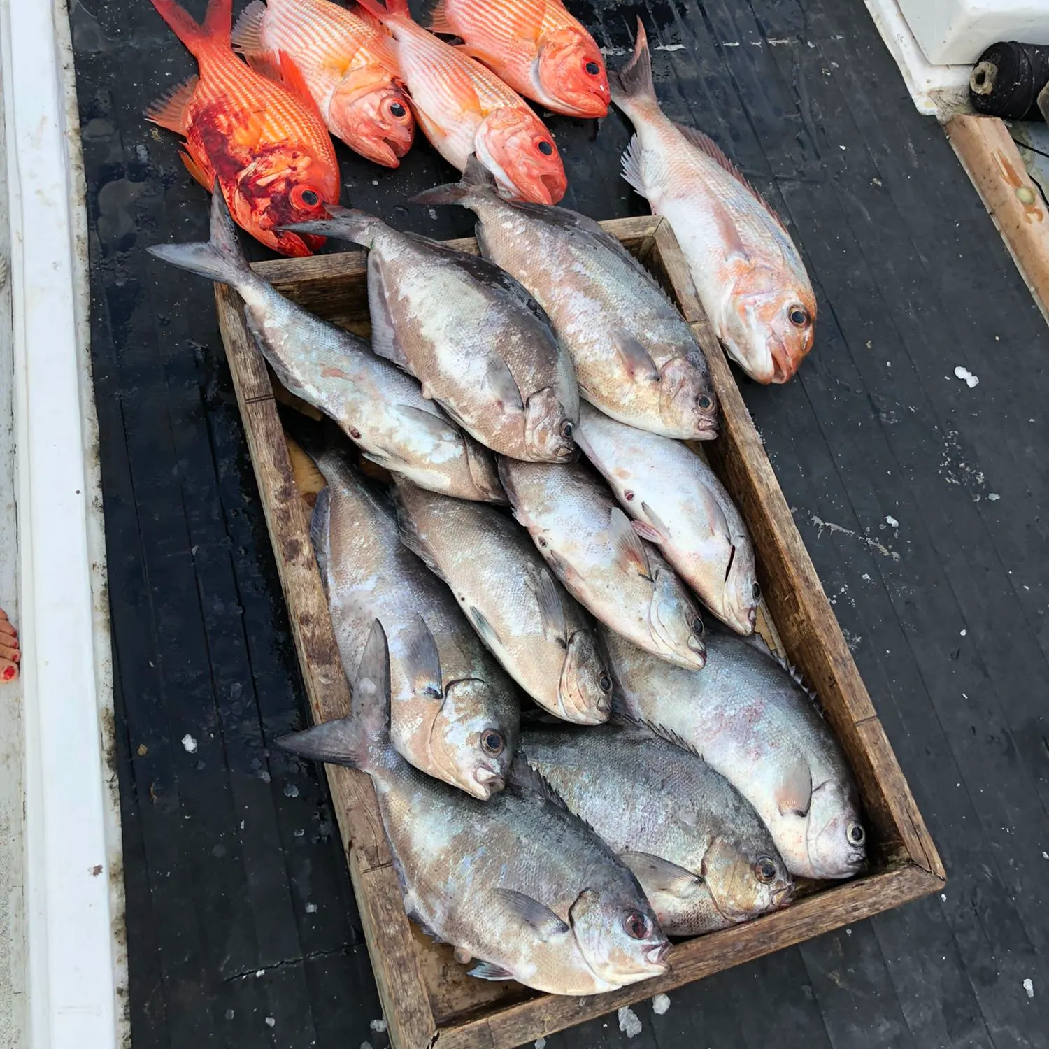 recently logged catches