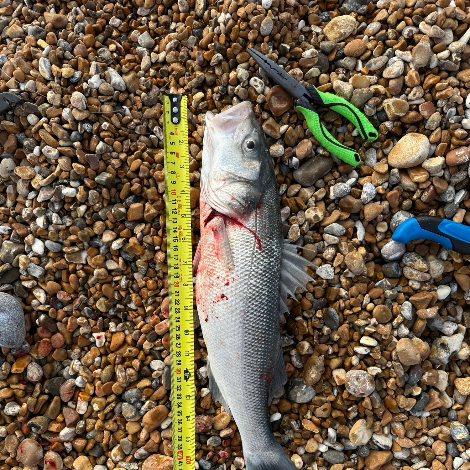 European seabass caught on Fishbrain