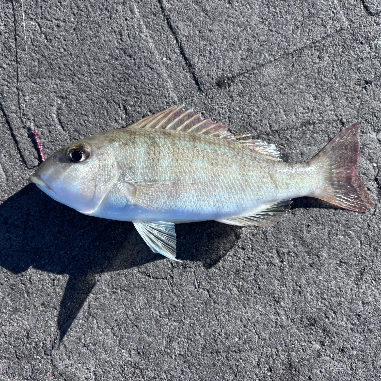 The most recent Longfin emperor catches on Fishbrain