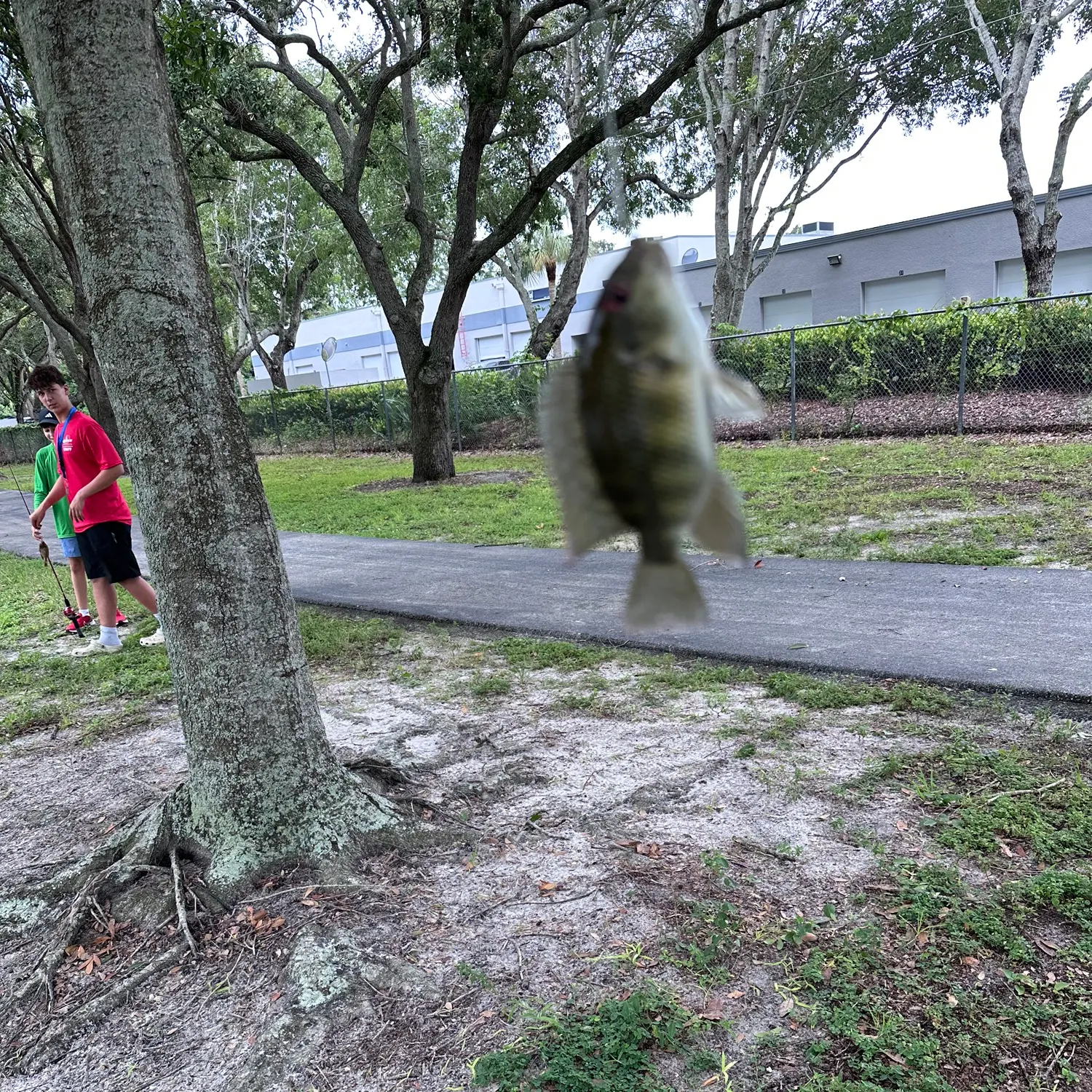 Spotted tilapia caught on Fishbrain