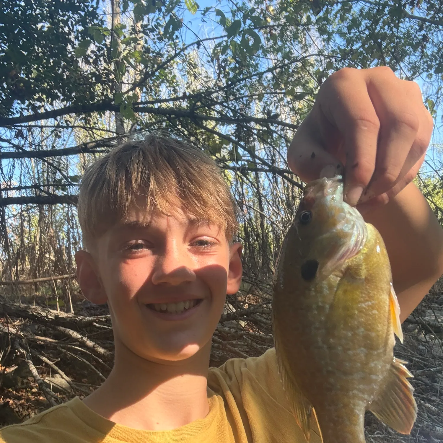 Greengill hybrid caught on Fishbrain