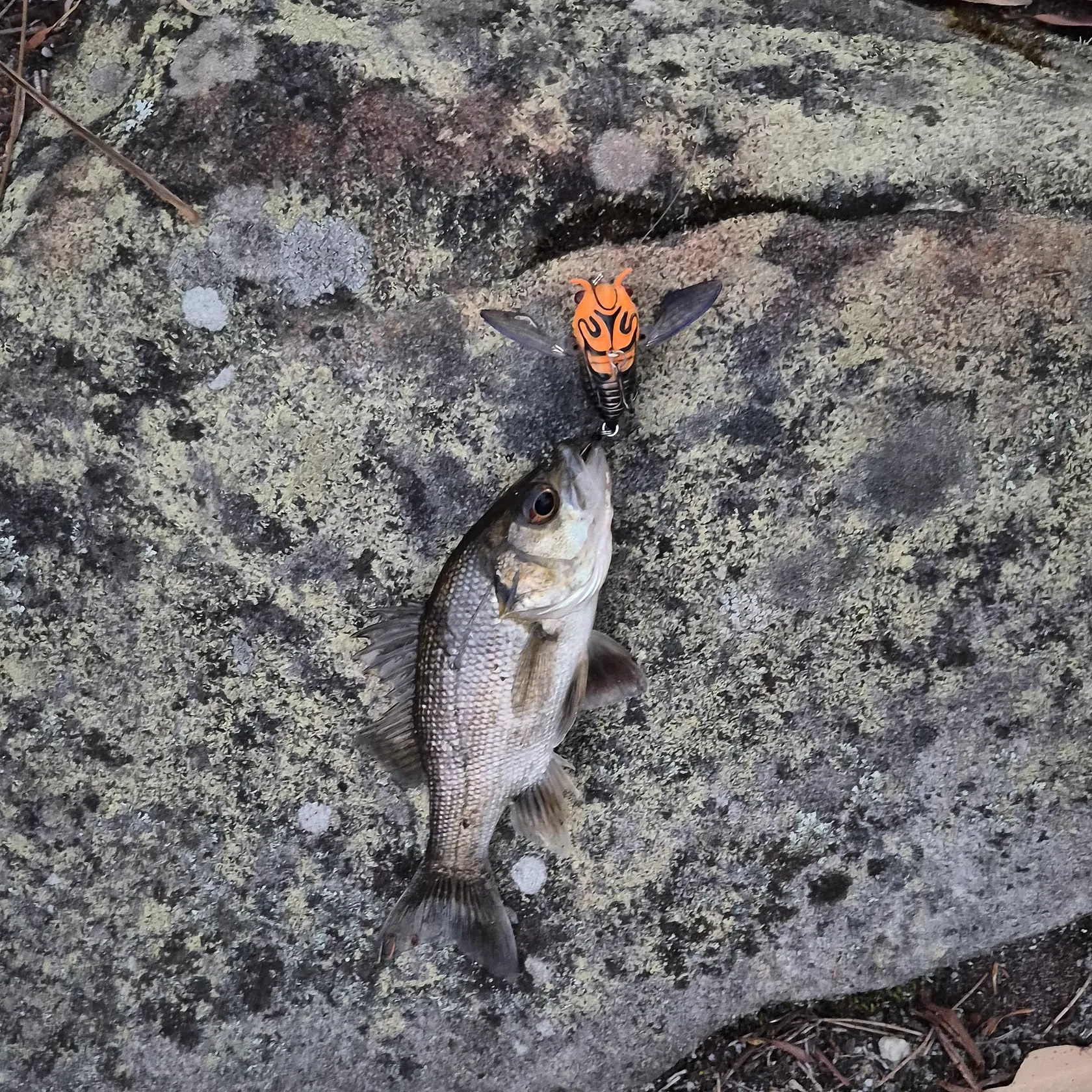 The most recent Australian bass catches on Fishbrain