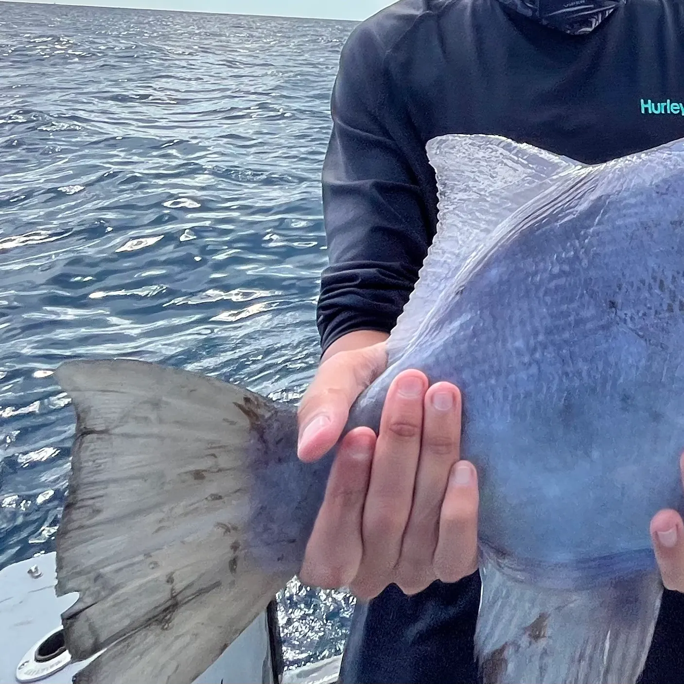 The most recent Grey triggerfish catches on Fishbrain
