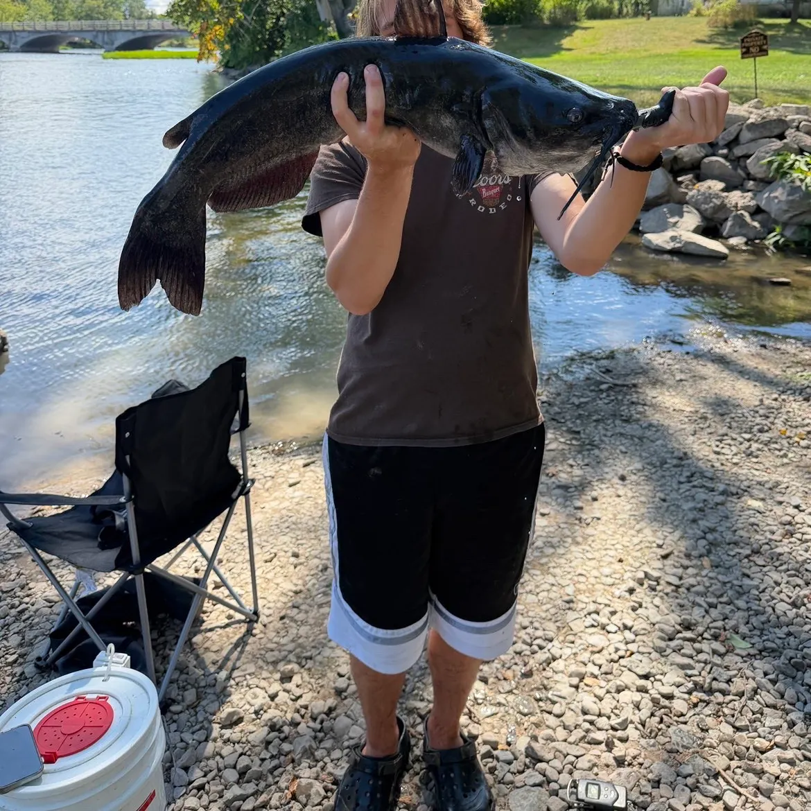Channel catfish caught on Fishbrain