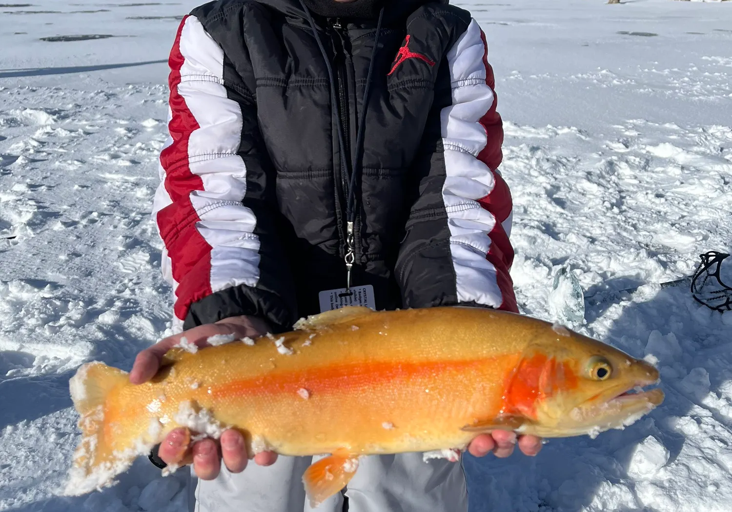 Golden trout