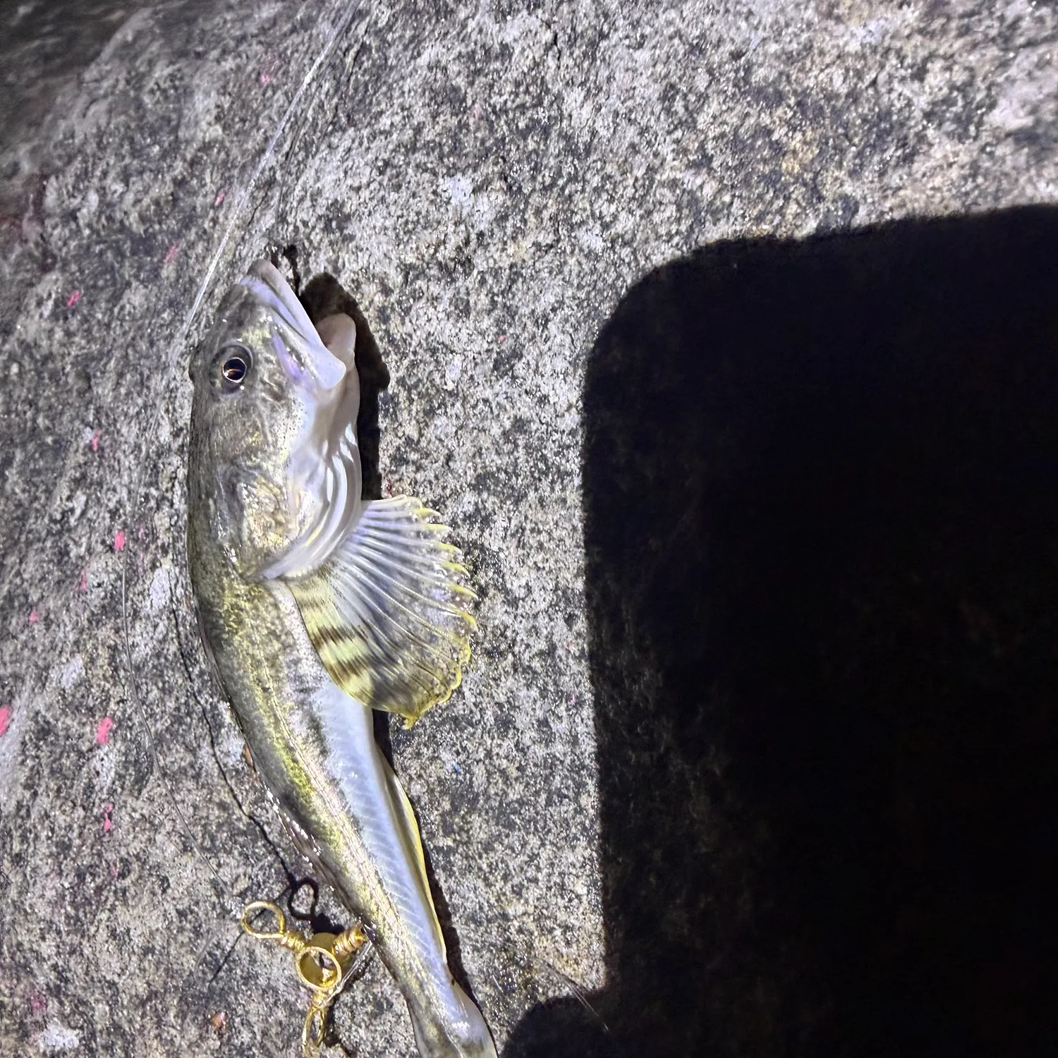 Pacific staghorn sculpin caught on Fishbrain