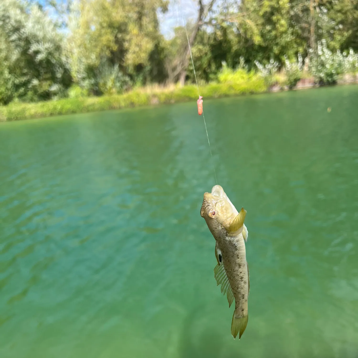 Round goby caught on Fishbrain