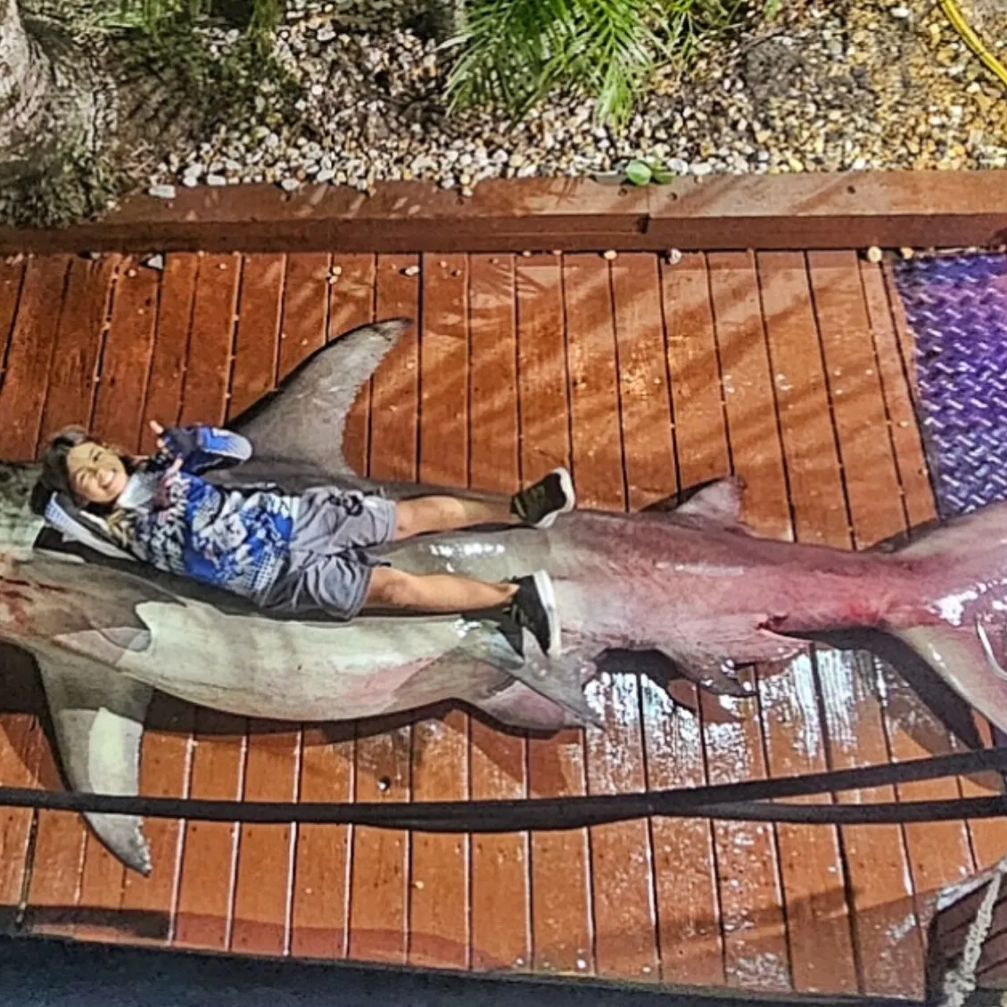 The most recent Great hammerhead shark catches on Fishbrain