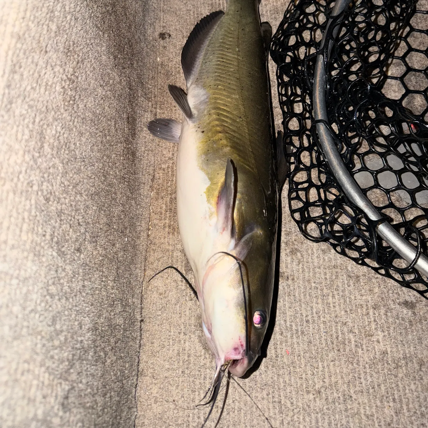 catch