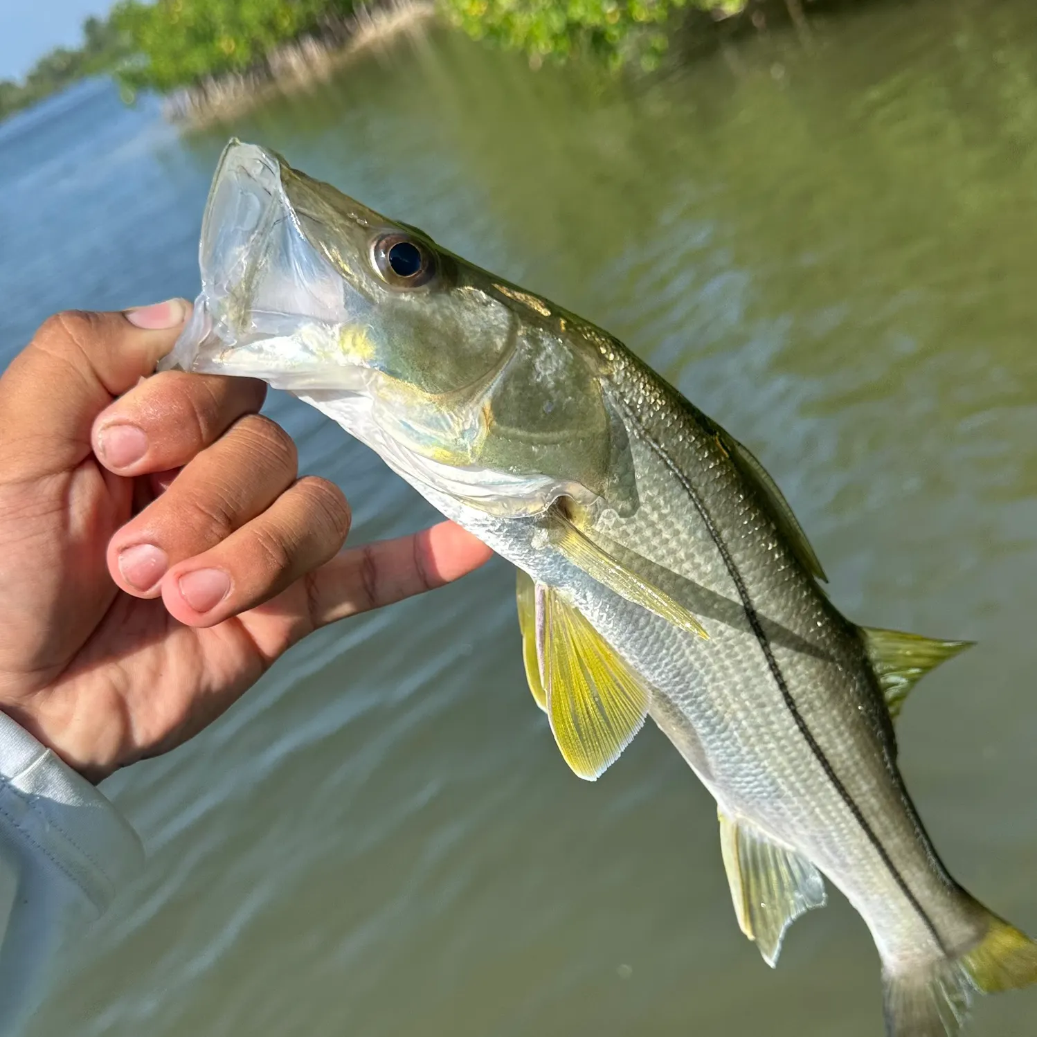 The most recent Common snook catches on Fishbrain