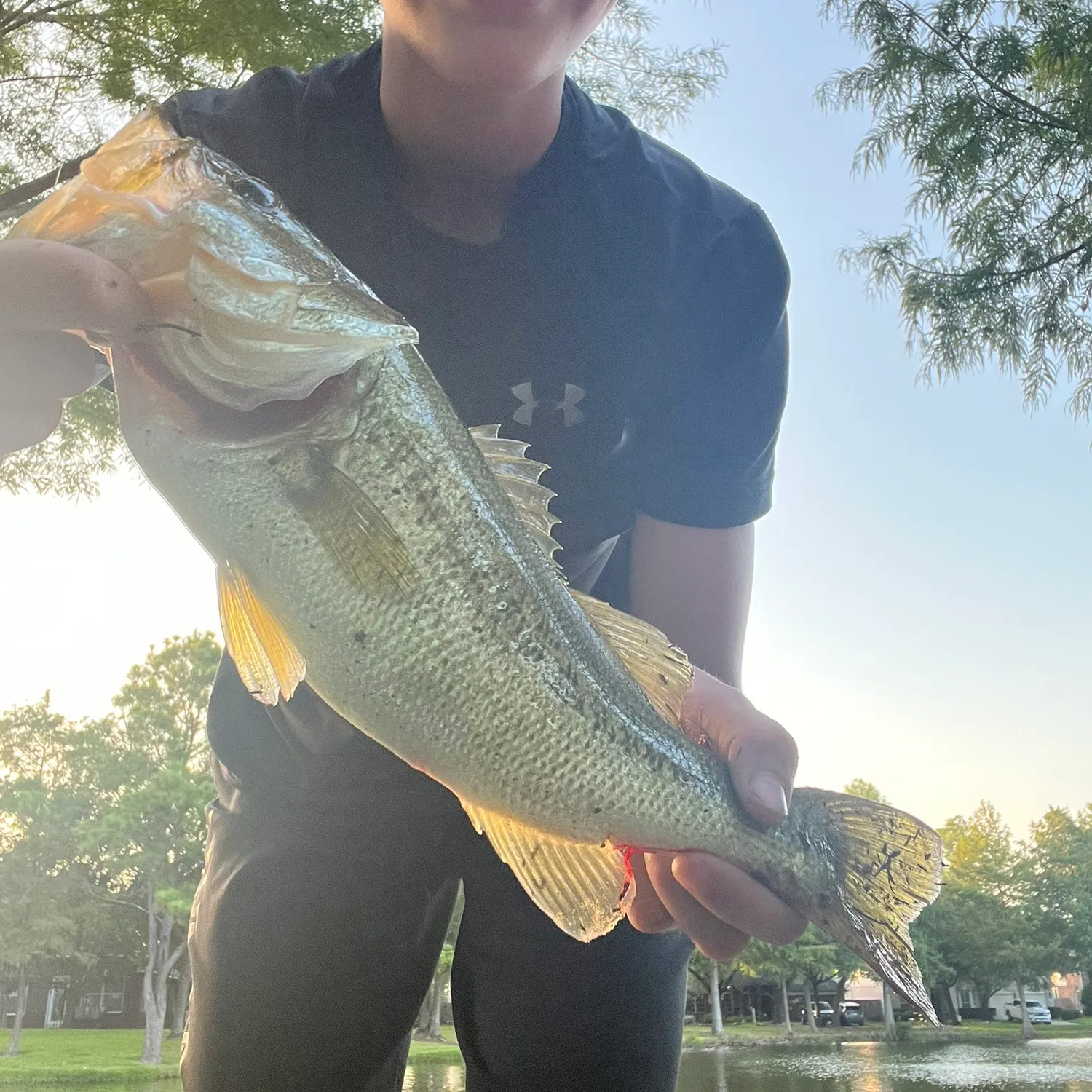 Largemouth bass caught on Fishbrain