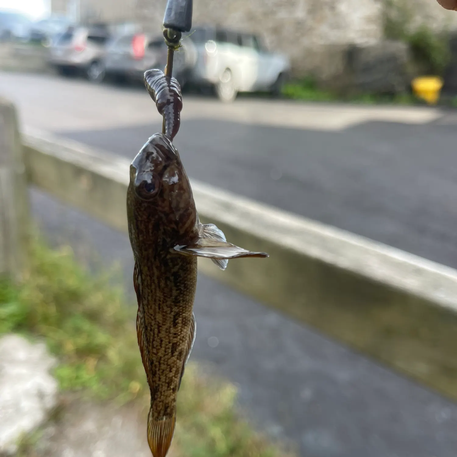 Round goby caught on Fishbrain
