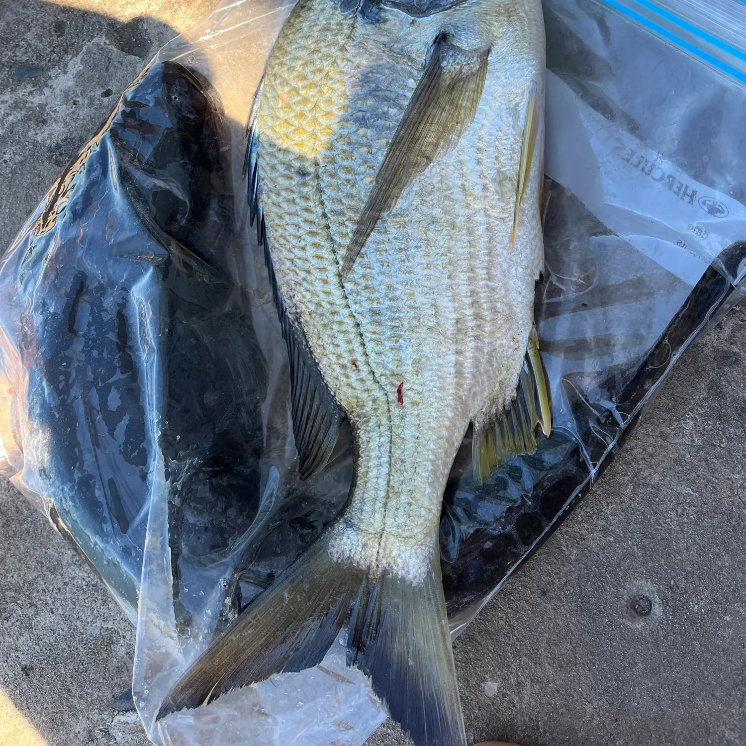 Surf bream caught on Fishbrain