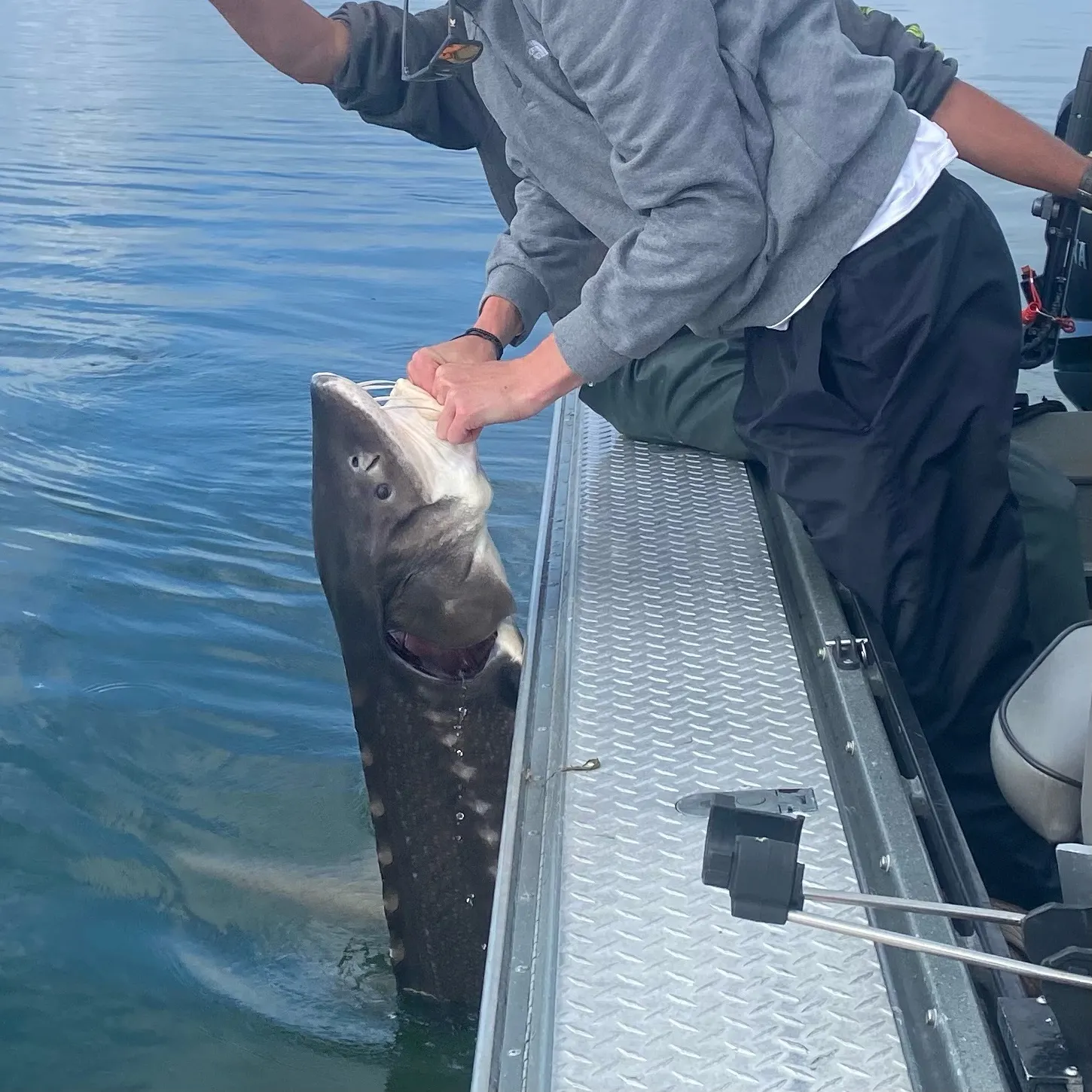 White sturgeon caught on Fishbrain