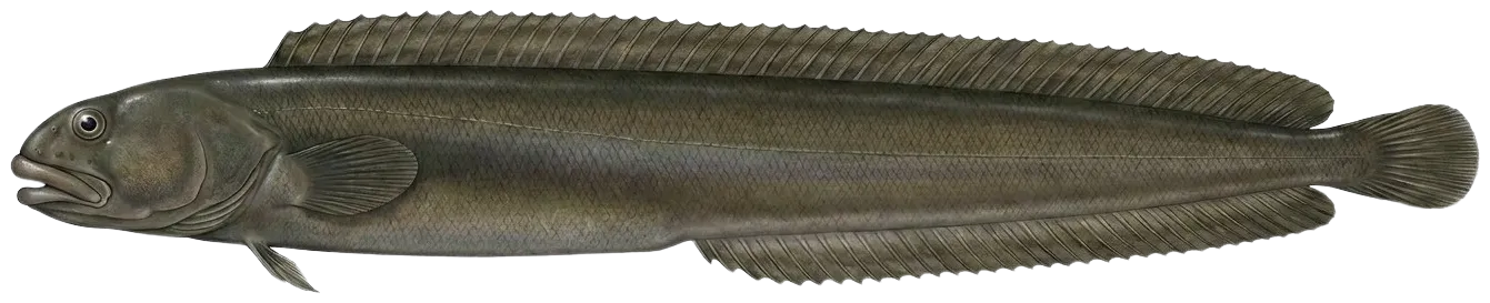 Monkeyface prickleback