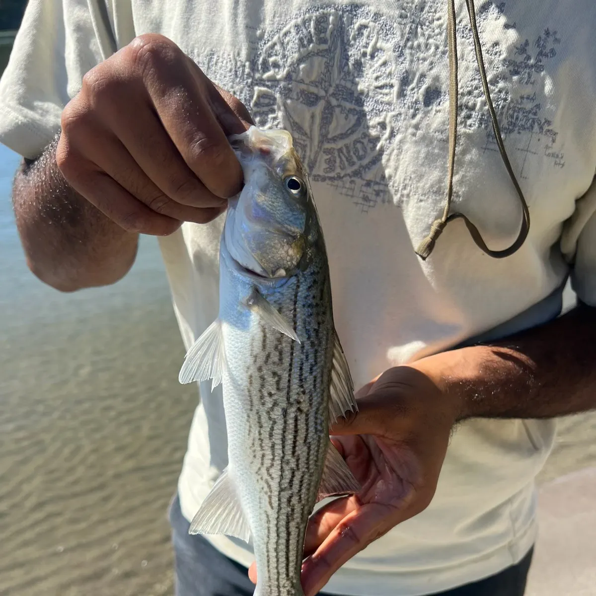 Striped bass caught on Fishbrain