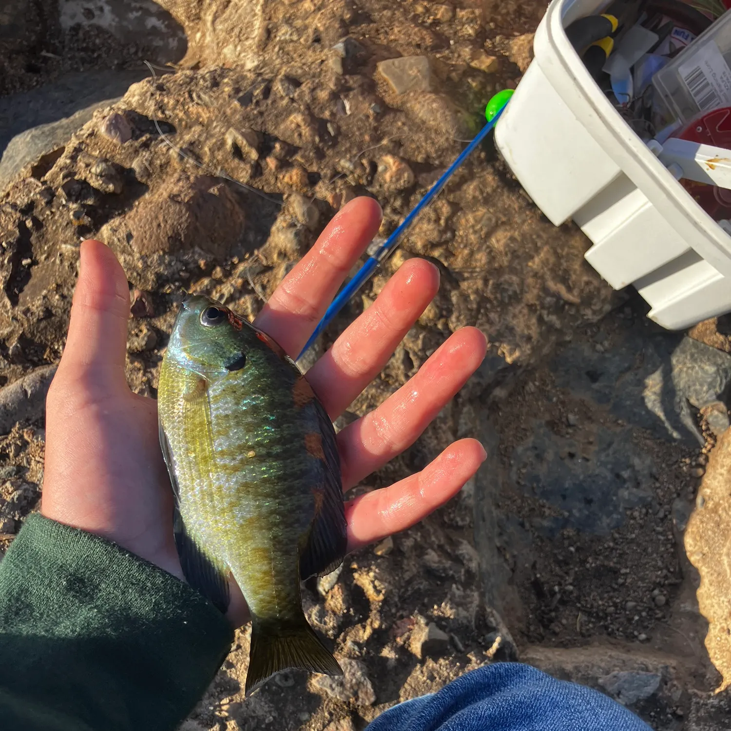 Bluegill caught on Fishbrain