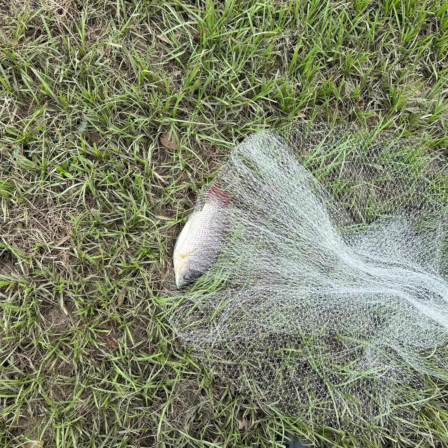 The most recent Kariba tilapia catches on Fishbrain