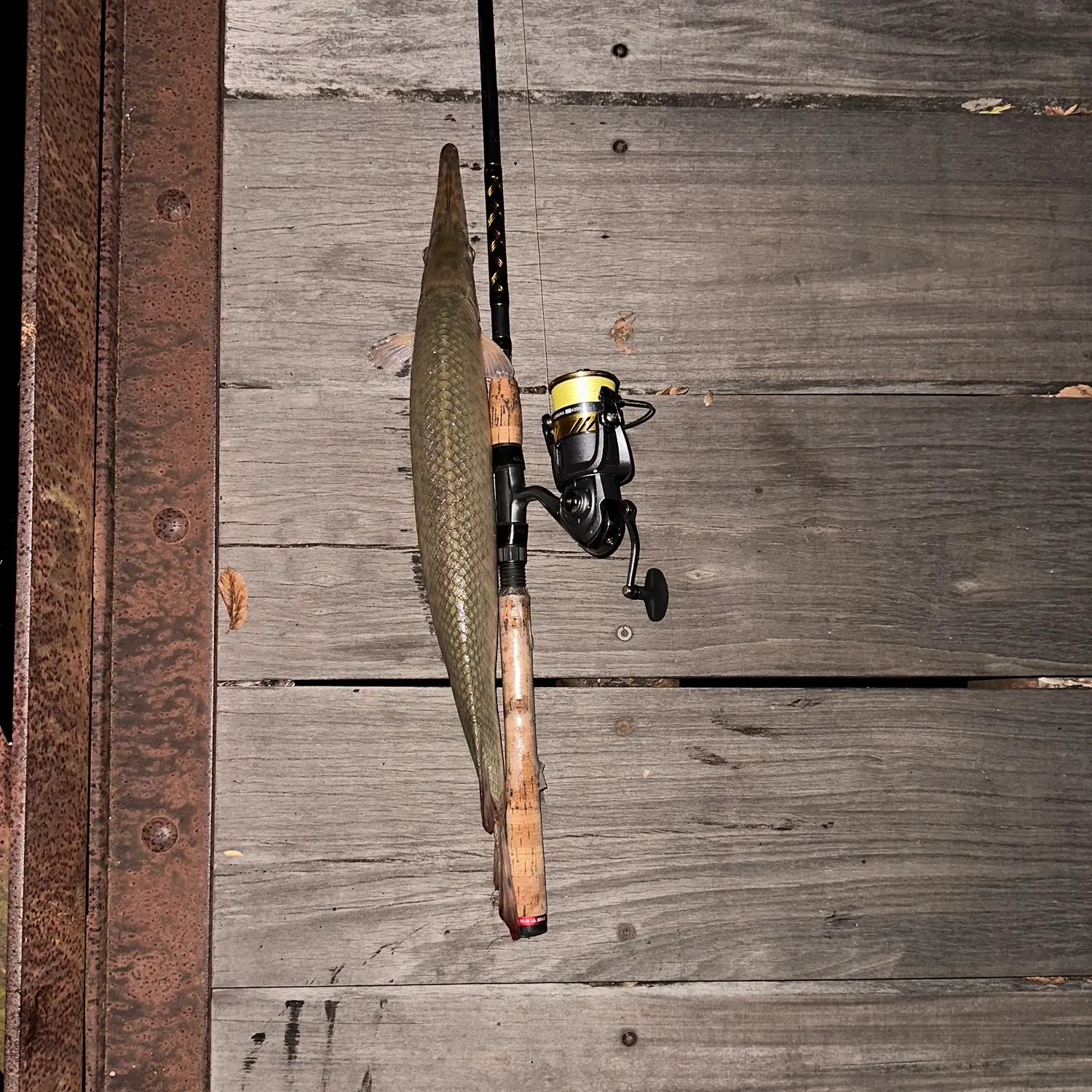 The most recent Shortnose gar catches on Fishbrain