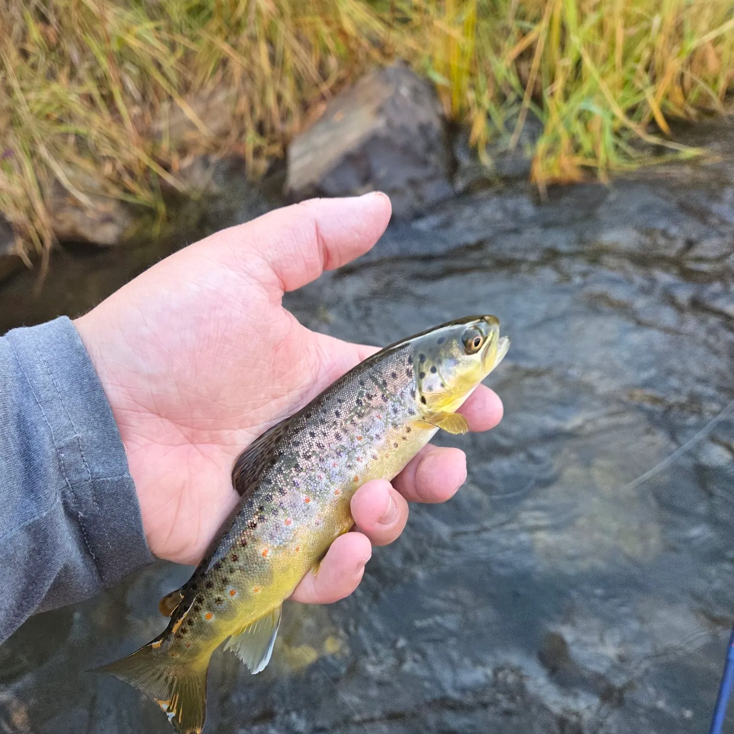 Brown trout caught on Fishbrain