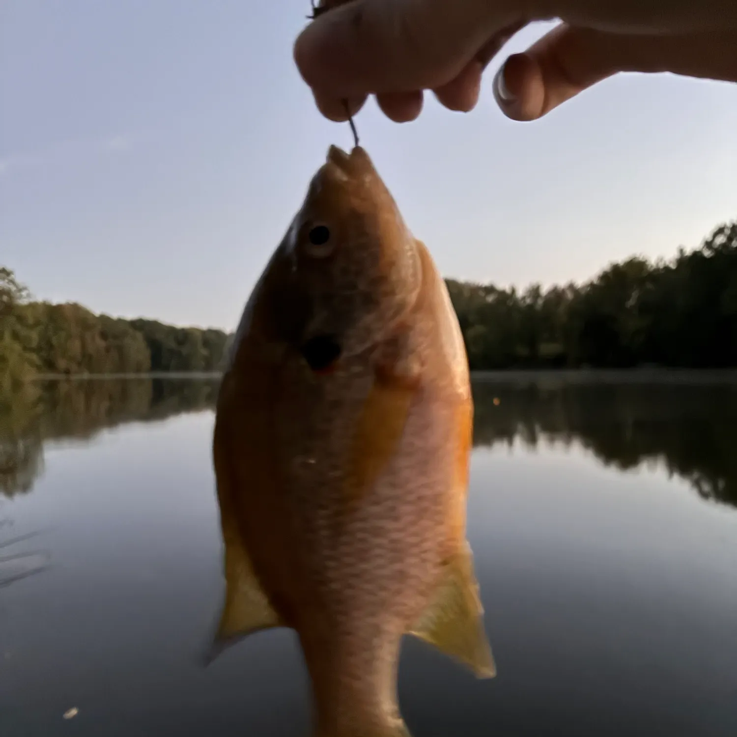 Bluegill caught on Fishbrain