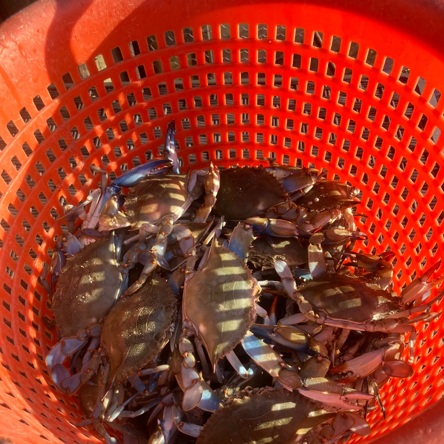 Fish caught on Fishbrain
