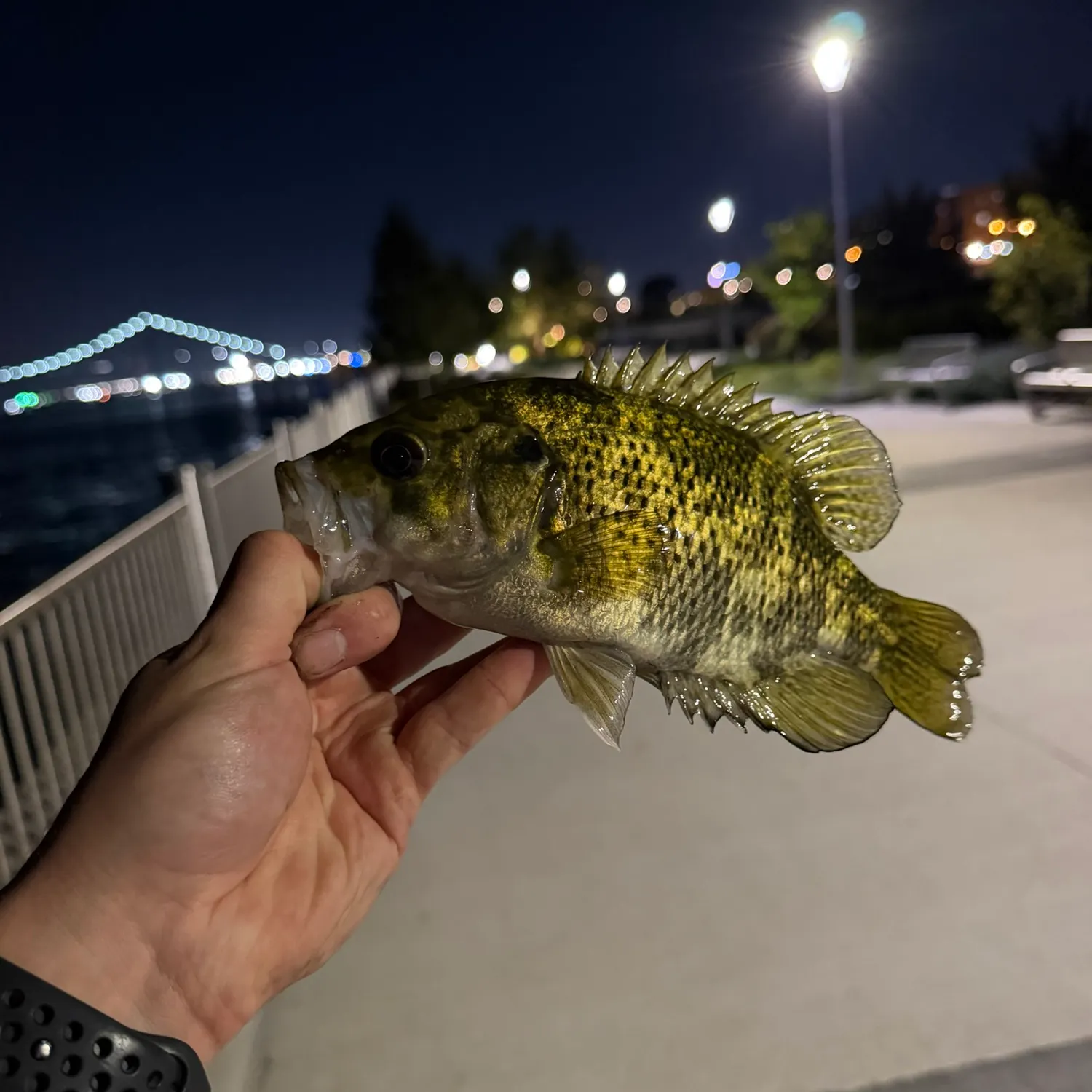 Rock bass caught on Fishbrain