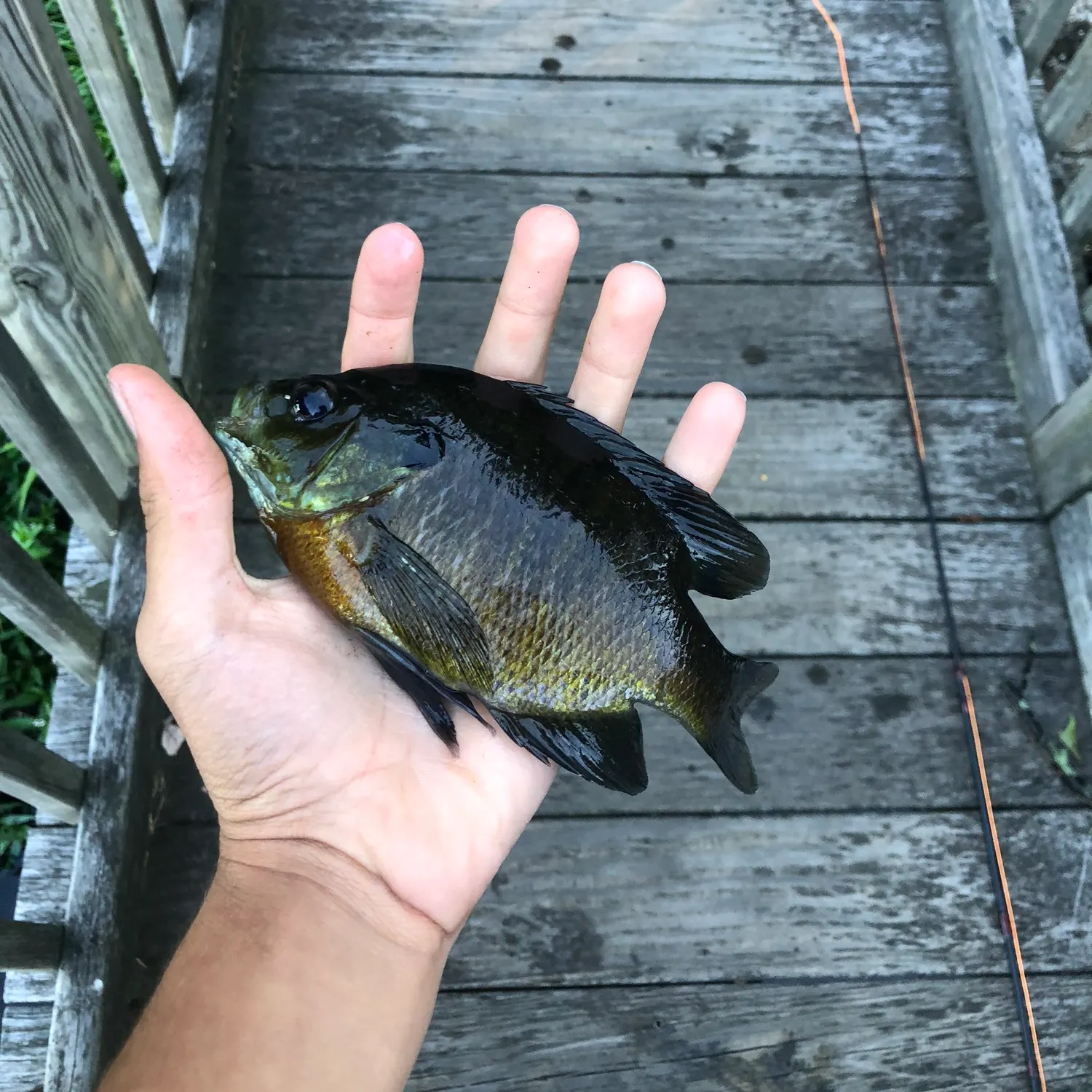 Fish caught on Fishbrain