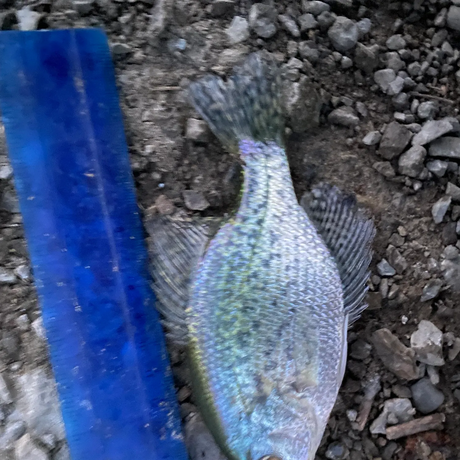 Black crappie caught on Fishbrain