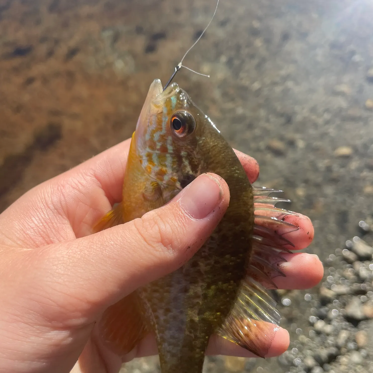 Pumpkinseed caught on Fishbrain