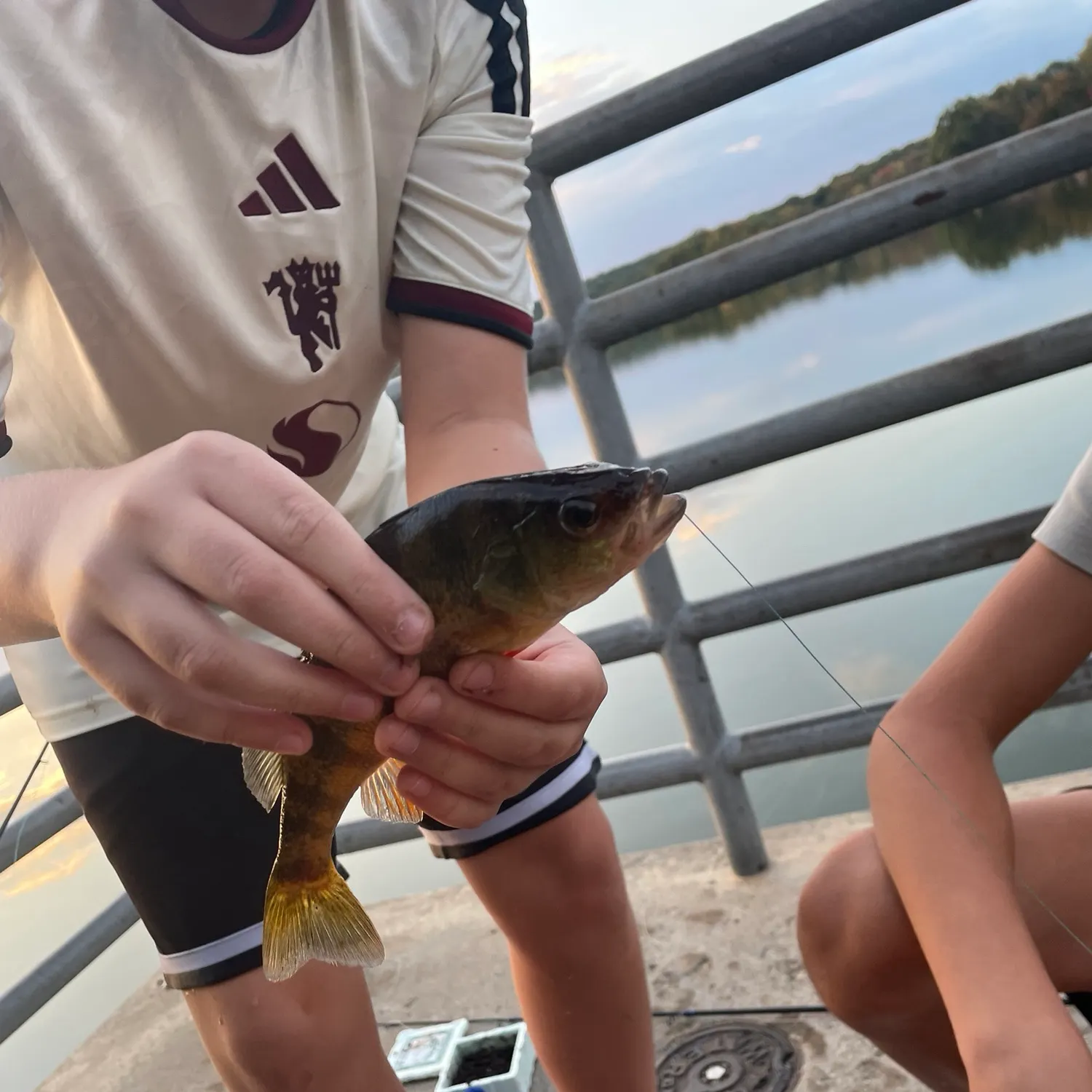Yellow perch caught on Fishbrain