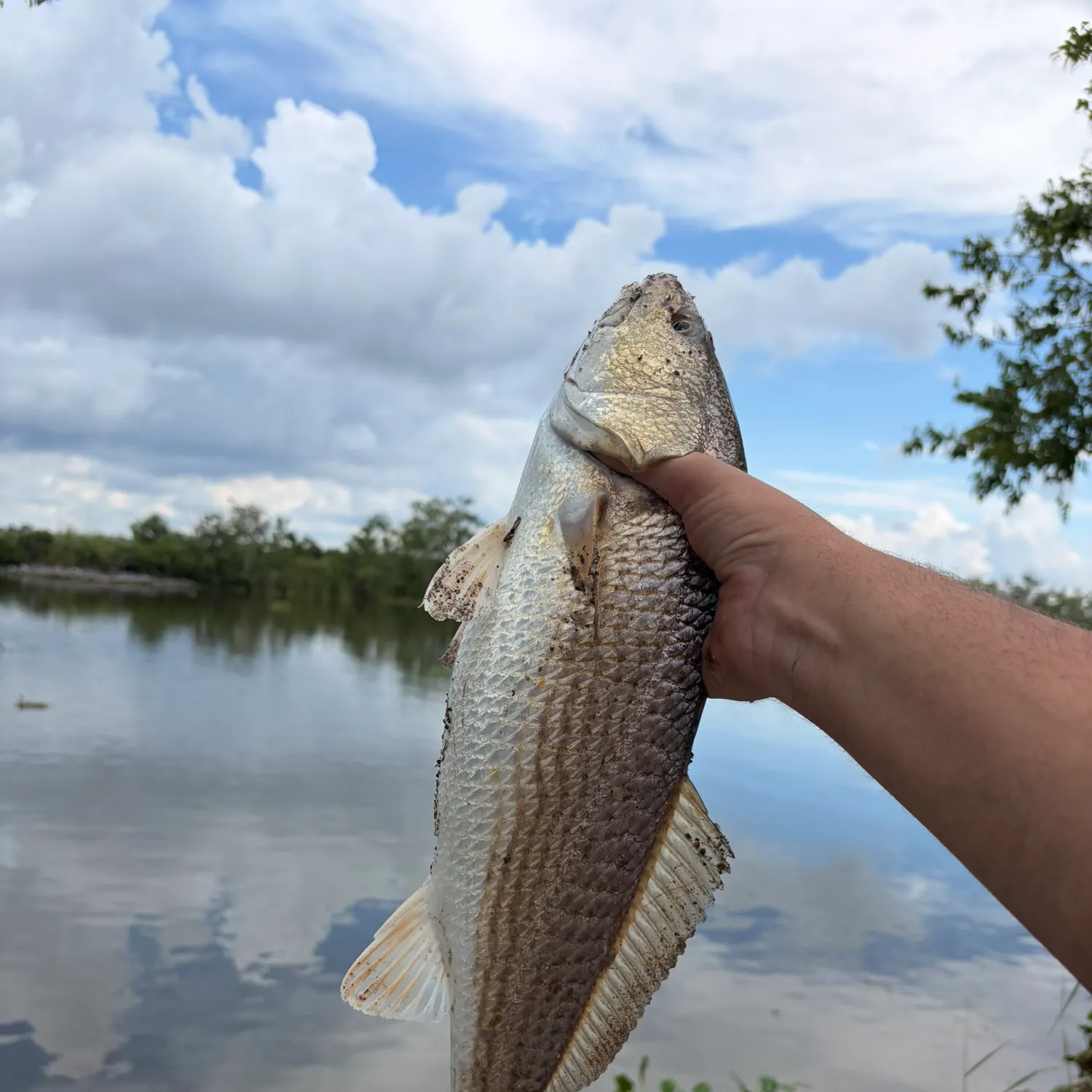 Red drum caught on Fishbrain