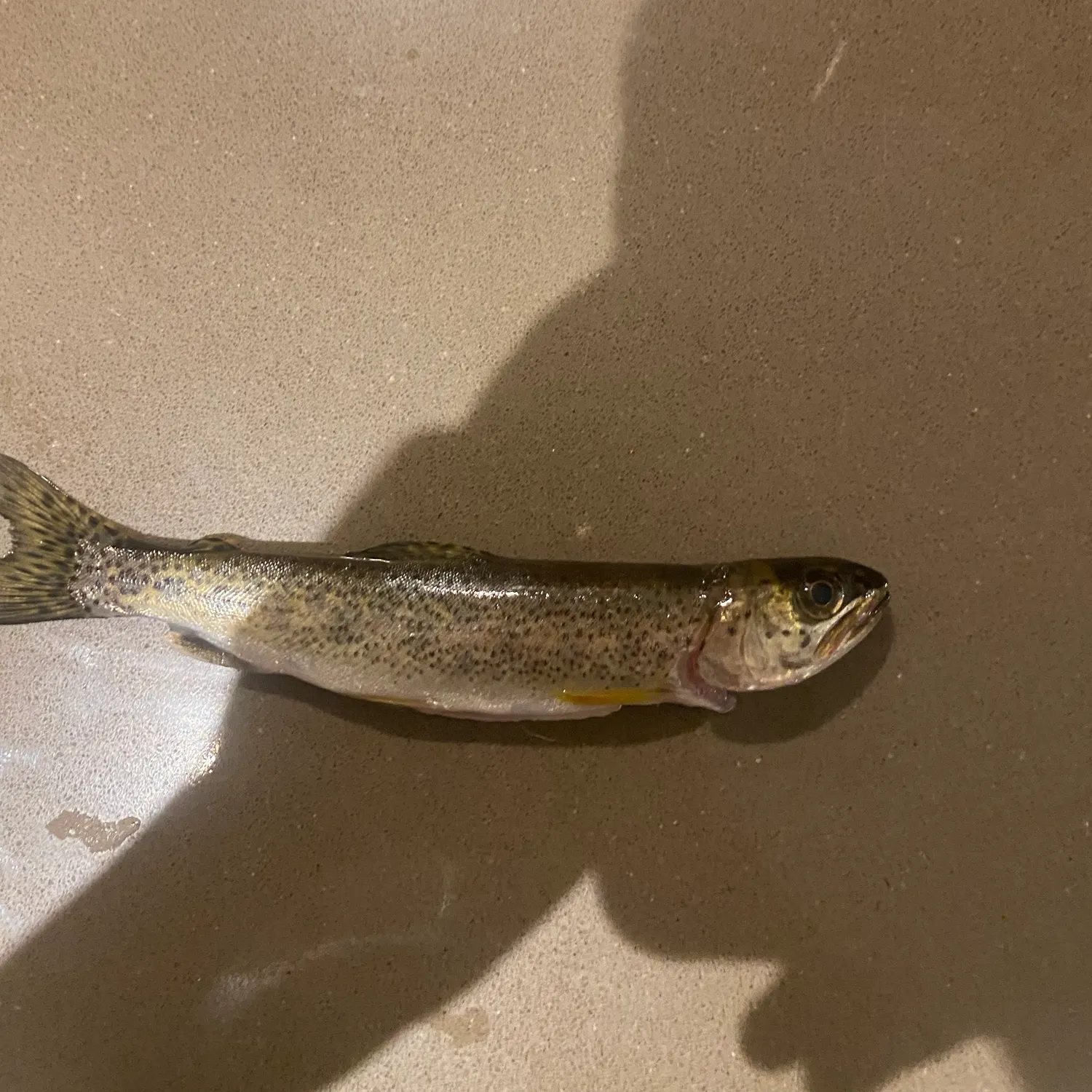 Coastal cutthroat trout caught on Fishbrain